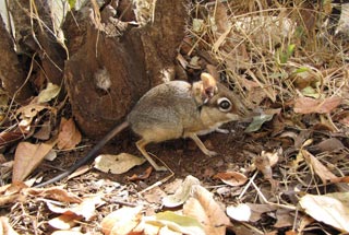 Petrodromus tetradactylus