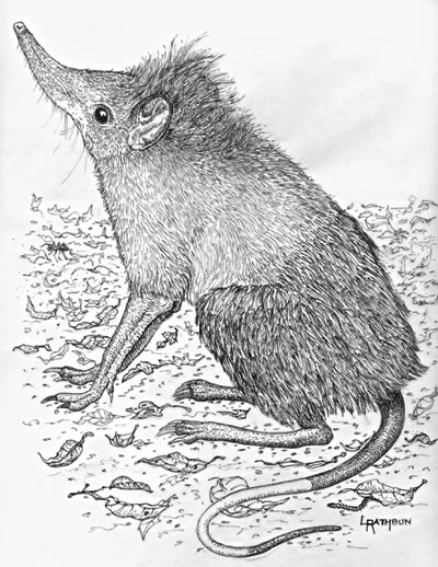 Maned Sengi by Lynn Rathbun