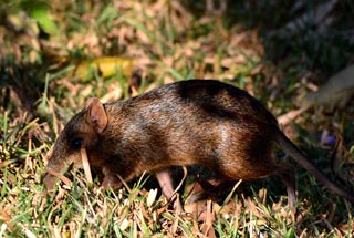 Checkered Sengi