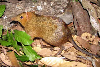 Checkered Sengi