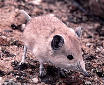 Namib round-eared sengi (Macroscelides flavicaudatus) from Wlotzkasbaken, Namibia. May 2000. Photo: G. Rathbun