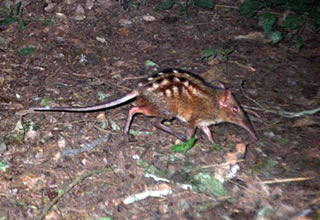 Checkered Sengi