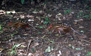 Checkered Sengi