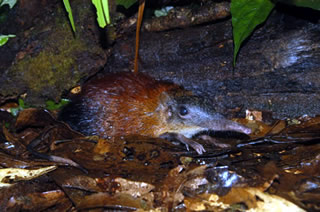 Gray-faced Sengi