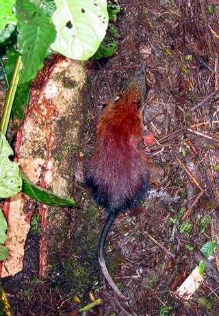 Gray-faced Sengi