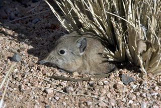 Macroscelides proboscideus